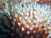 220px-Bleached_Coral