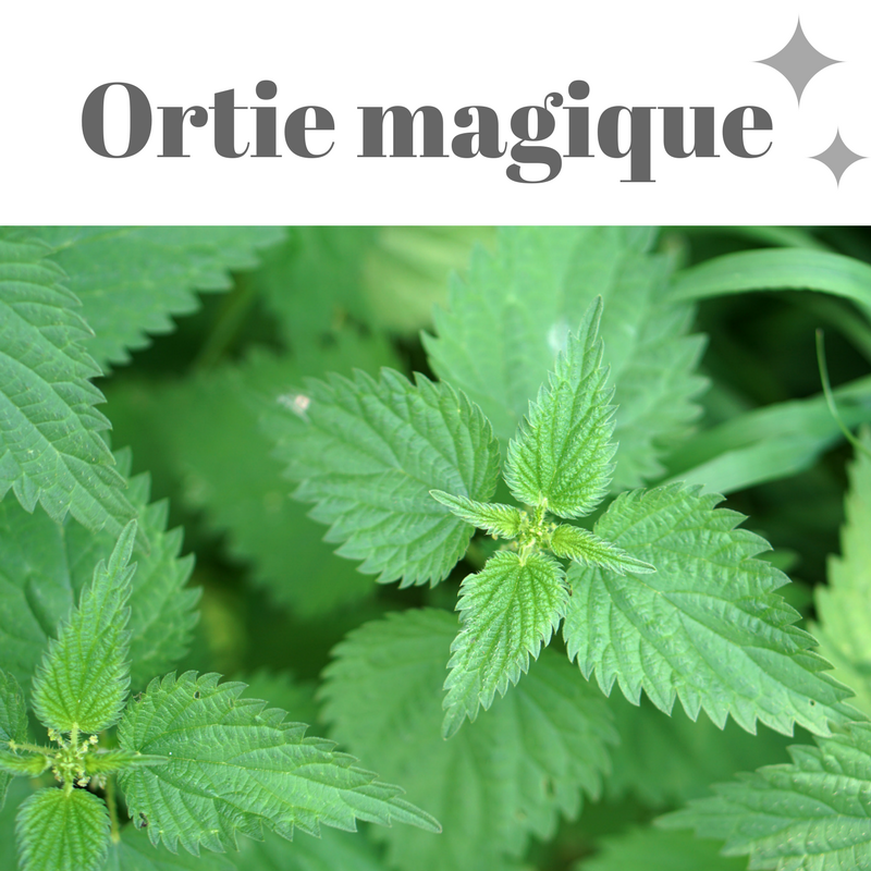 Ortie magique (1)